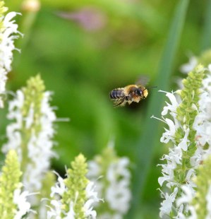 bee