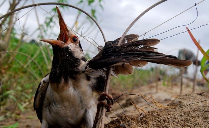 bird caught in the fowler's net 2