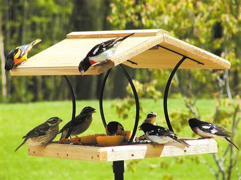 bird feeder
