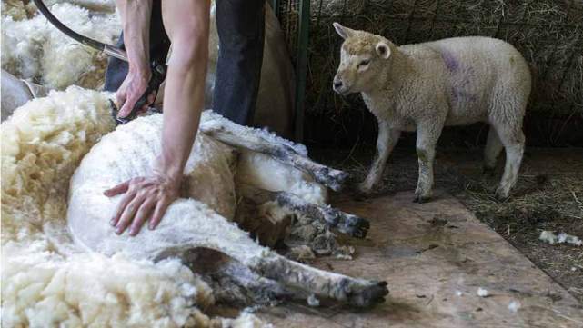 SHeep-shearing